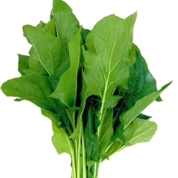 Palak