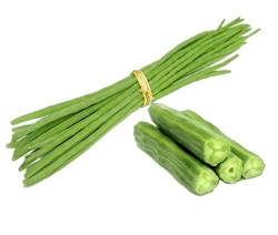 Drumstick [Moringa]