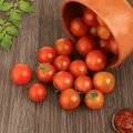Tomato Hybrid