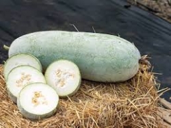 Ash Gourd