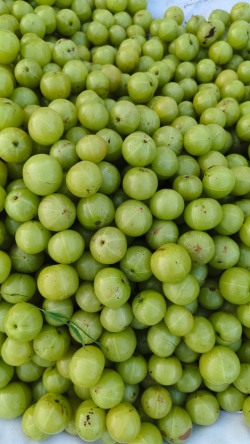Amla