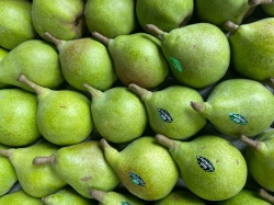 Pear Babugosha