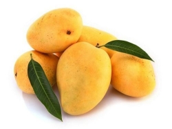 Mango Kesar