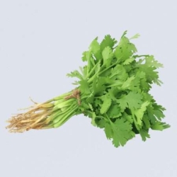 Coriander